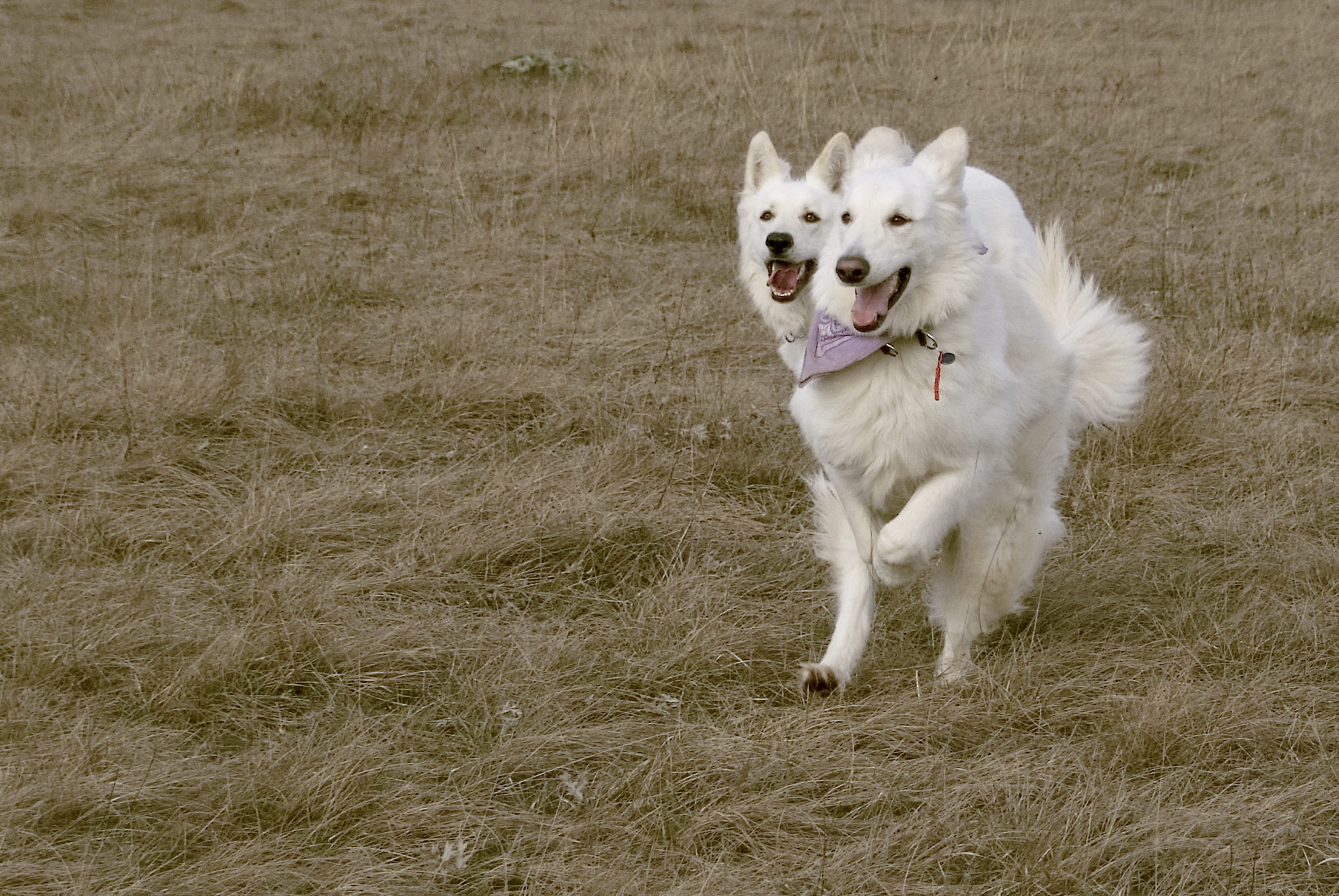 chien à deux têtes | Lense