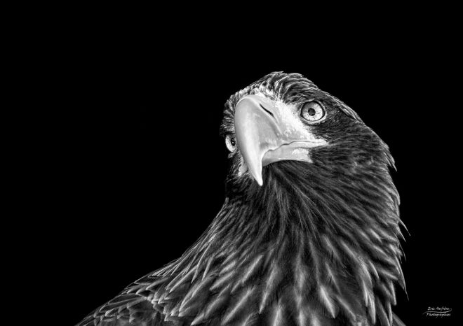 Regard d'Aigle