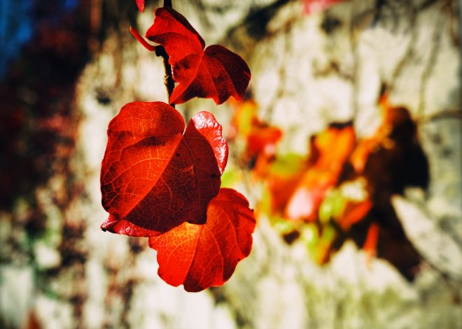 automne psychèdélique