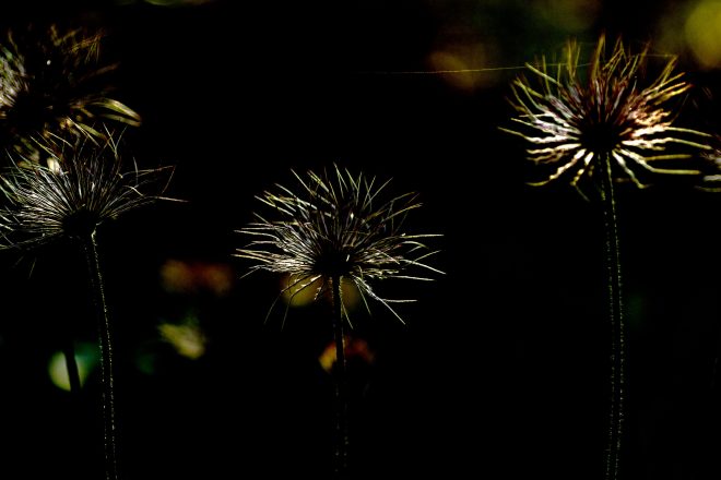 pluie d'étoiles