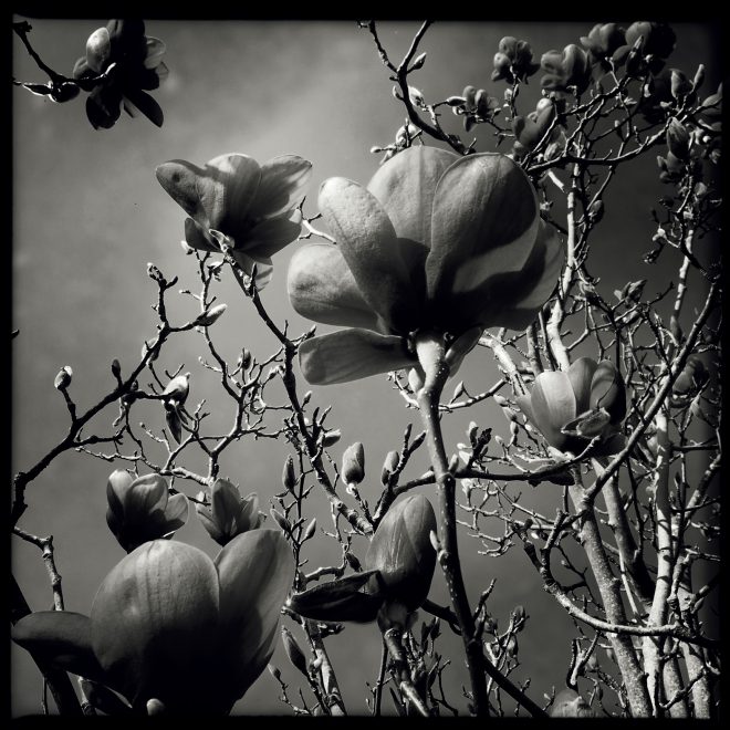 Magnolia