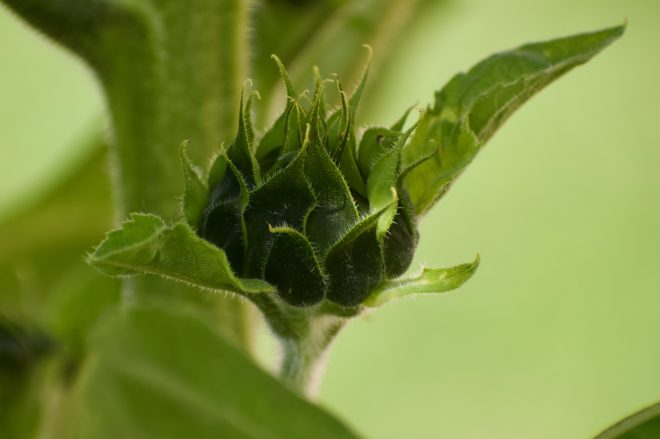 Bourgeon de tournesol