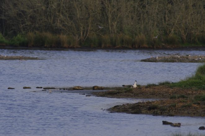 Avocette élégante