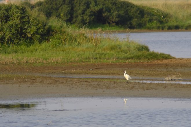 Aigrette Garzette