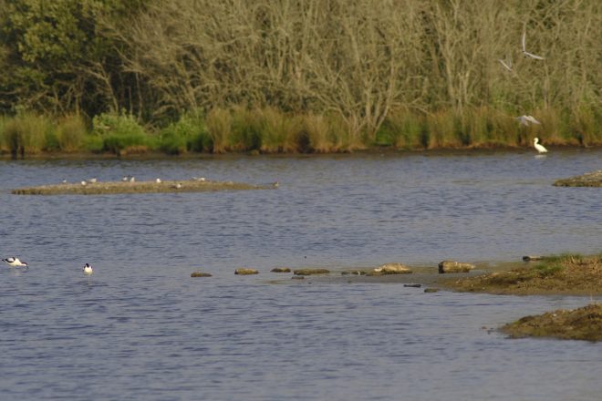 petit d'avocette