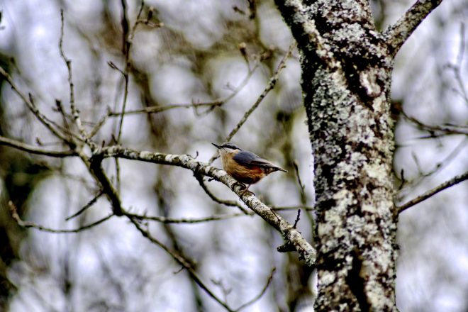 D'une branche a l'autre