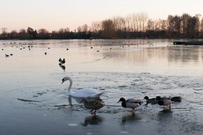 Froid de canard