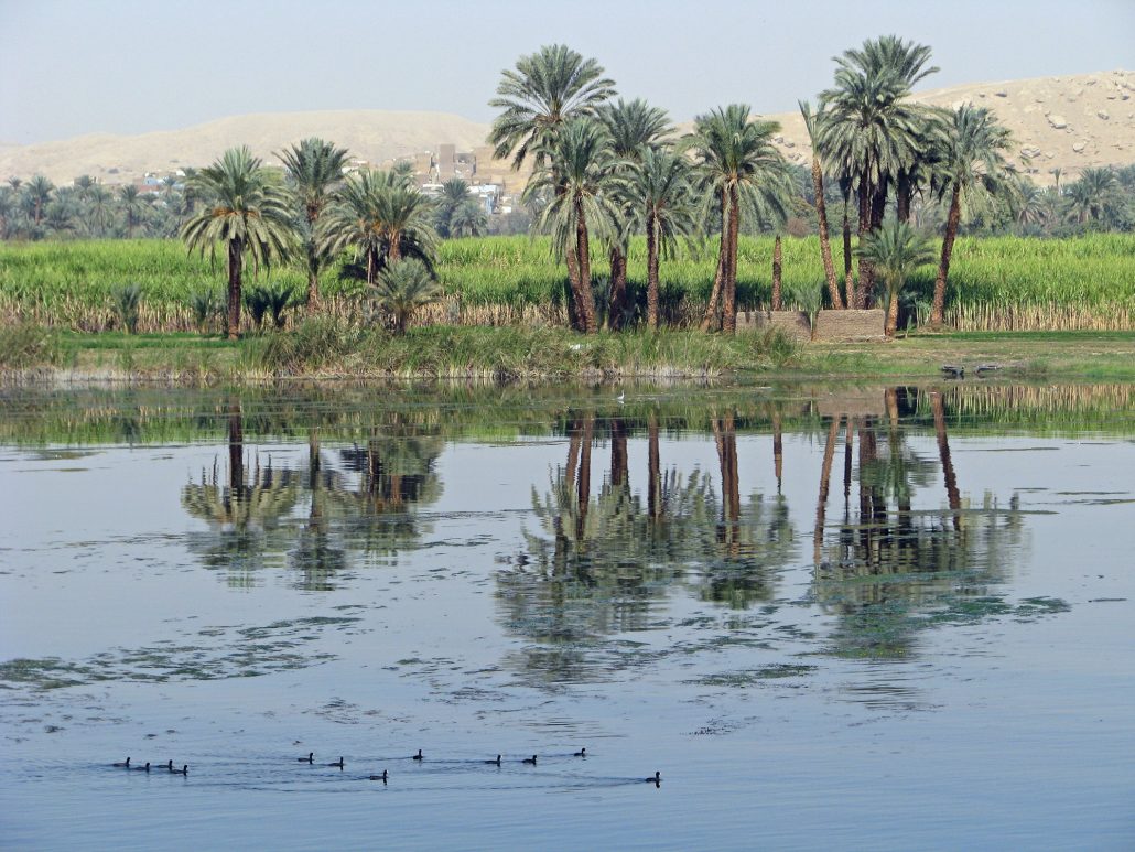 canards du Nil