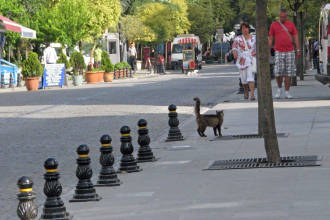 la queue du chat