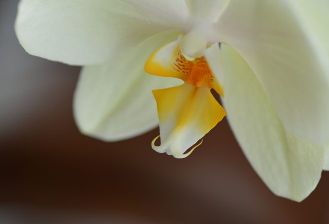 orchidée balançoire