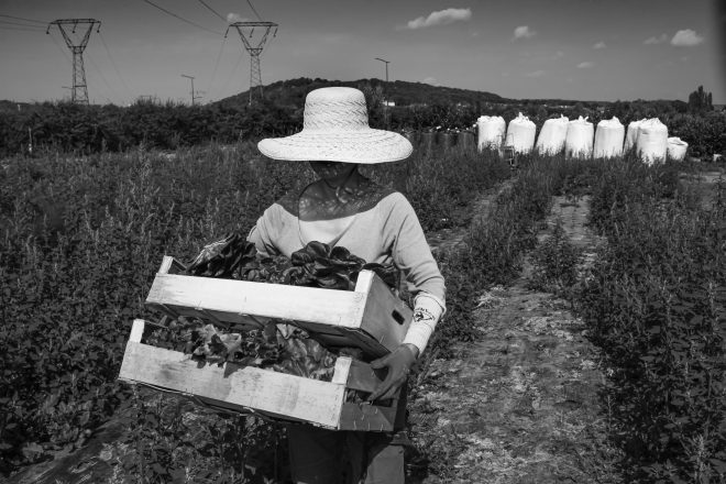 LES CAISSES DE SALADES