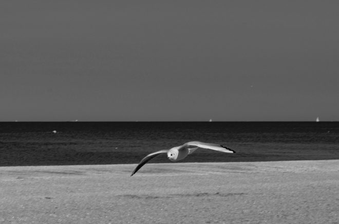 MOUETTE EN VOL