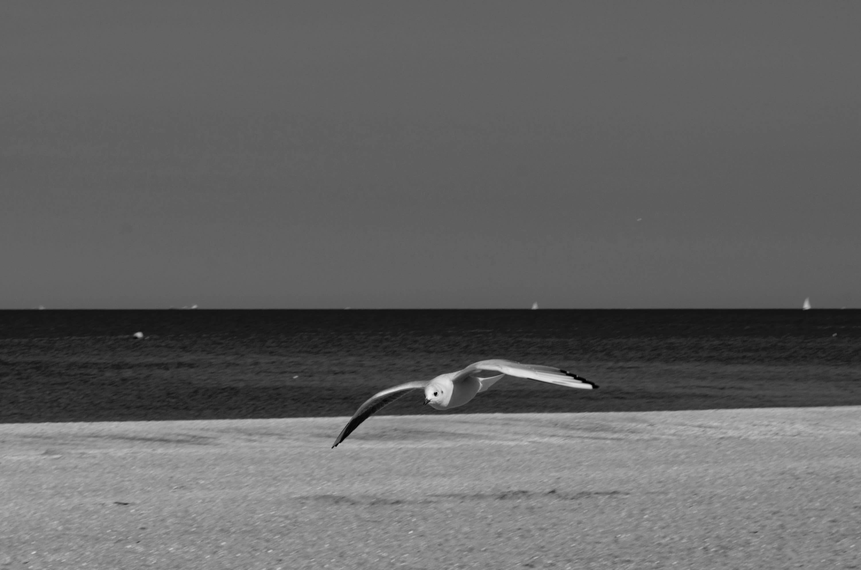 Mouette En Vol Lense