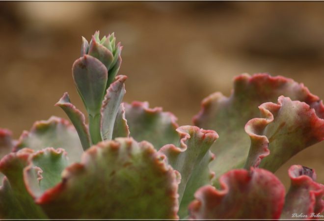 plant painting photography