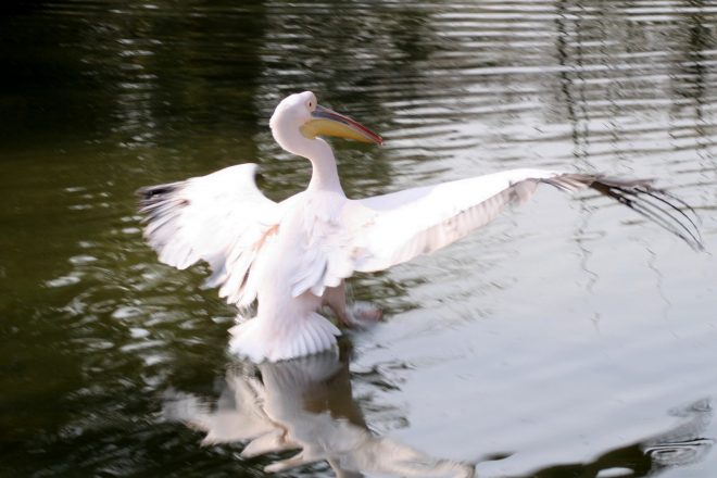 Flight of birds - IMG - 4425