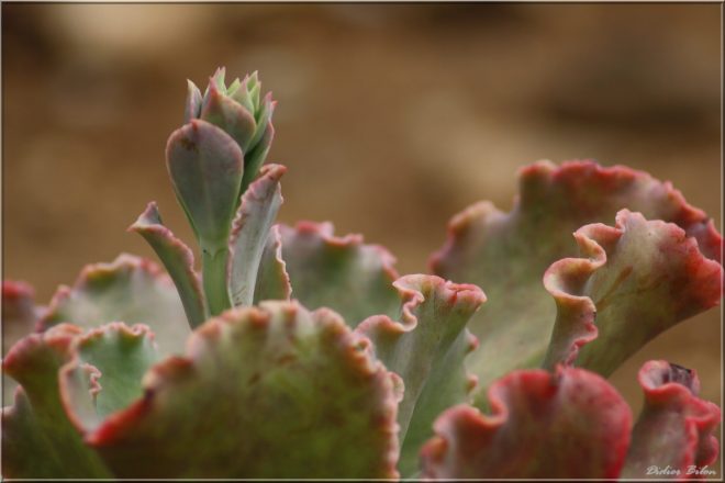 plant painting photography - IMG 040