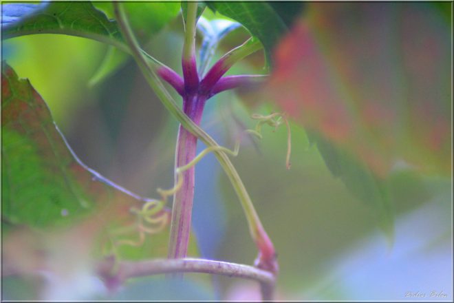 plant painting photography - IMG297