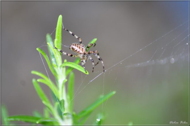 Over the spiderweb IMG - 6166