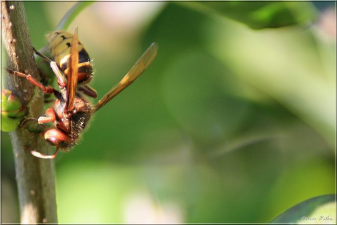 The world of insects IMG - 6182