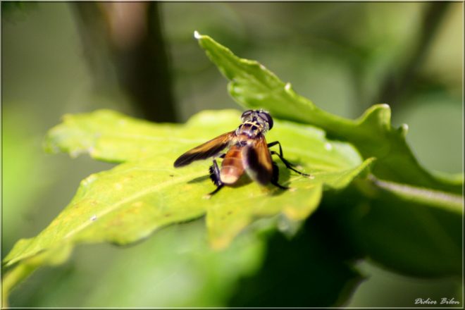 The world of insects IMG - 6223