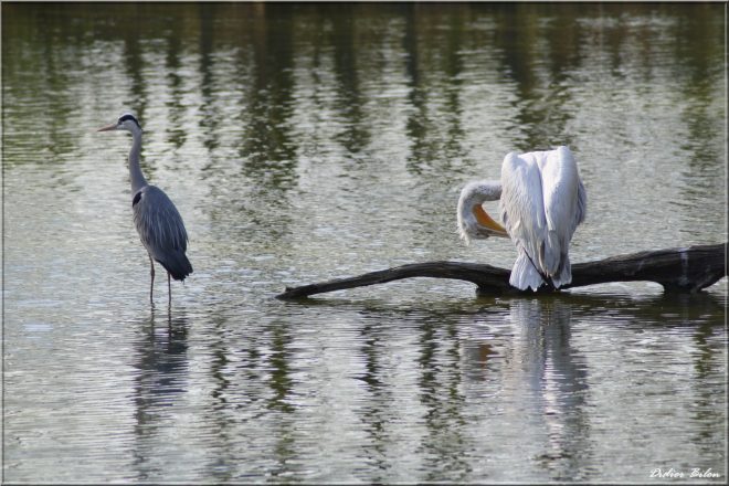 Flight of birds - IMG - 6908