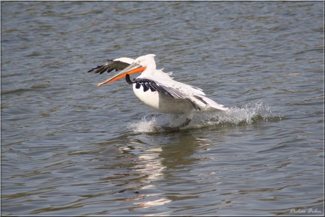 Flight of birds - IMG - 6968