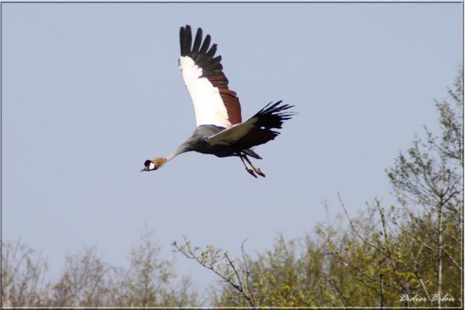 Flight of birds - IMG - 6972