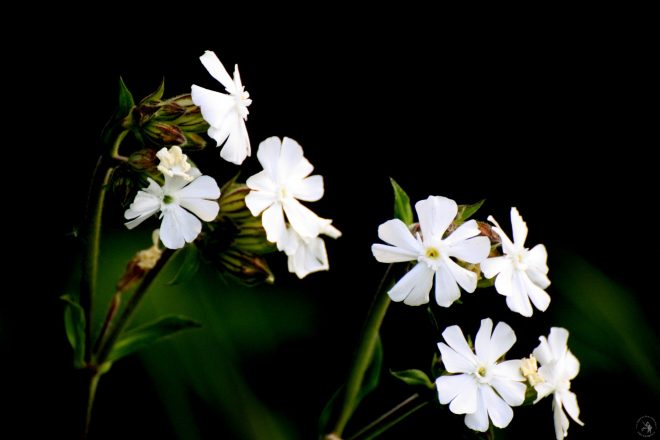 Inspiration on black background -IMG-6985-1