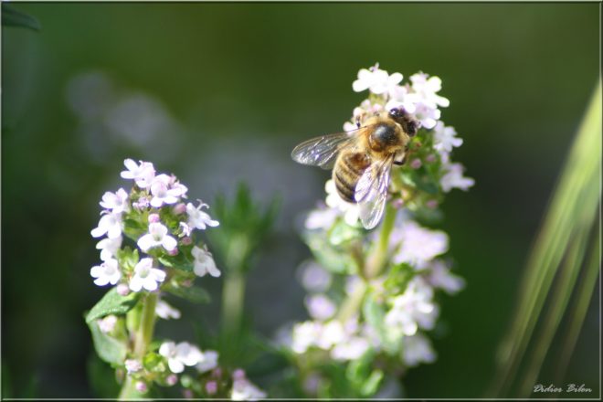 The world of insects IMG - 8814