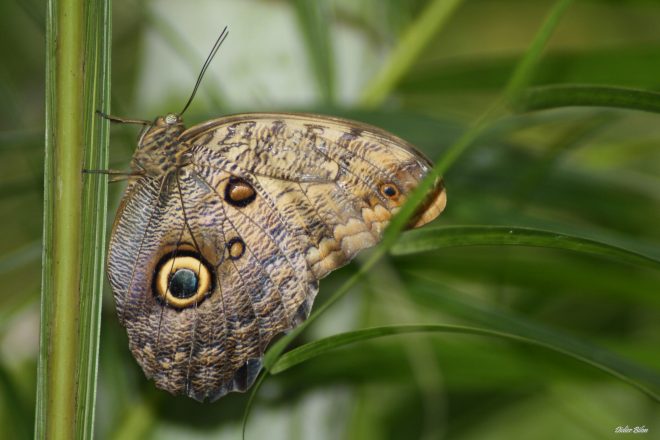 281 Caligo eurilochus.jpg