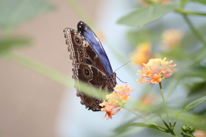 BUTTERFLY NATURE PHOTOGRAPHY