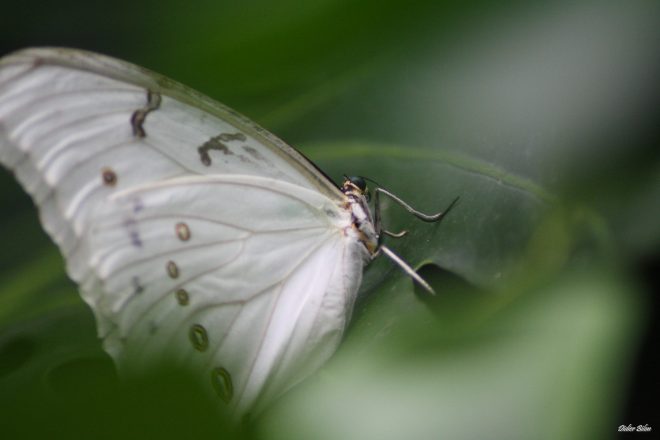 Photo 386 Morpho Polyphemus