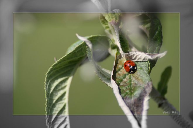 The world of insects IMG - 037-1