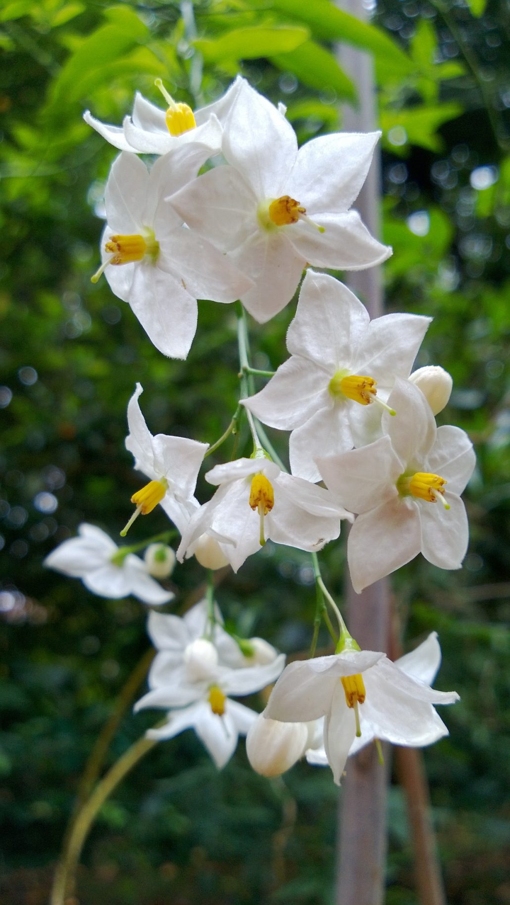 SOLANUM IMMACULE