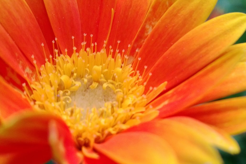 MARGUERITE EN FEU