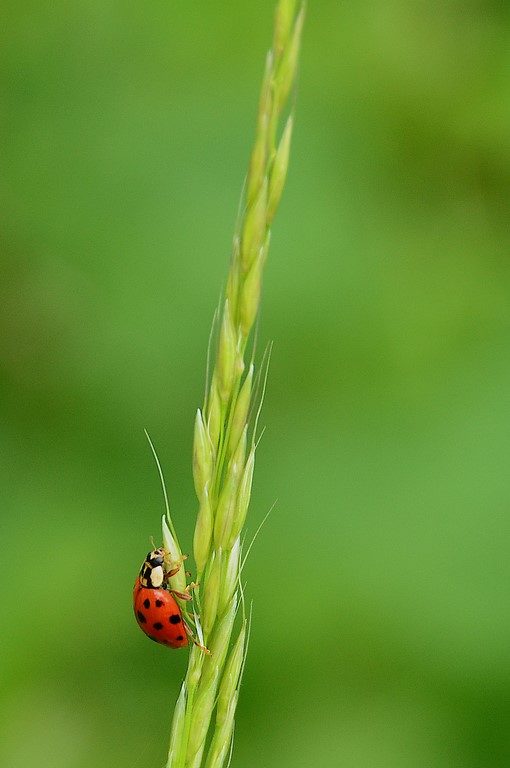 coccinelle