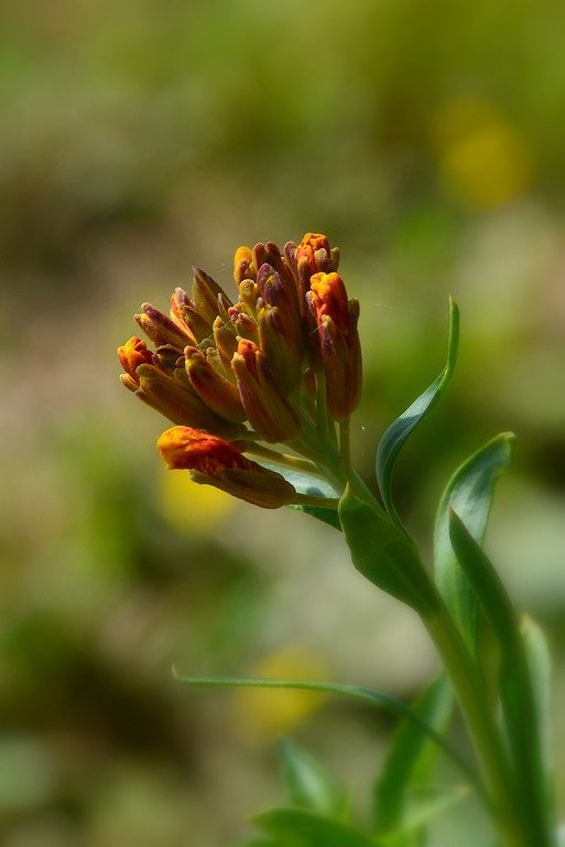 début de floraison