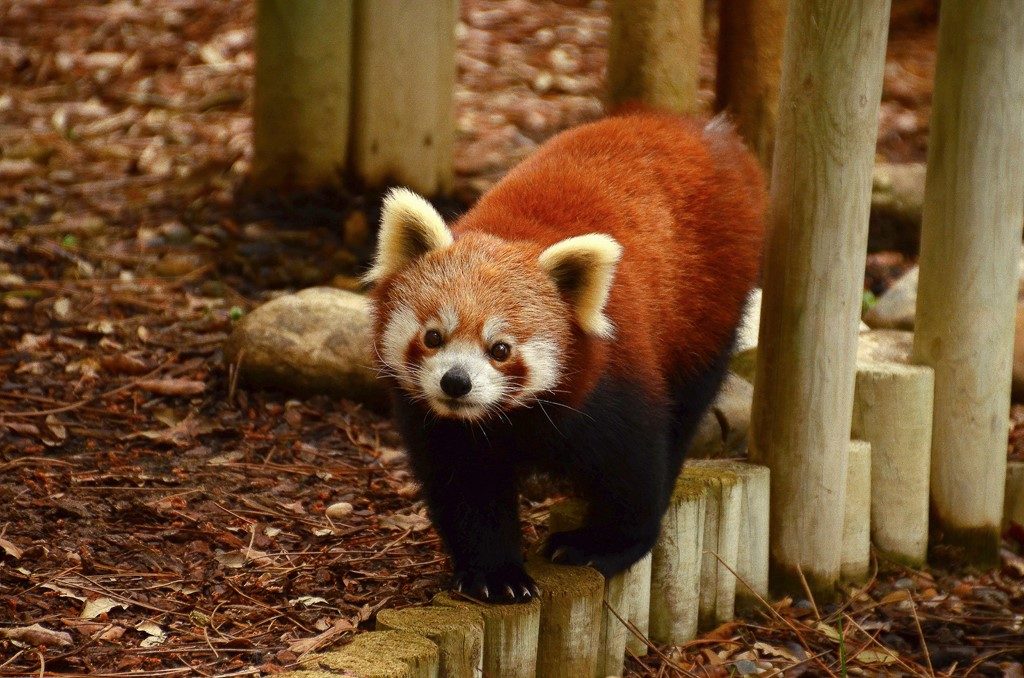 une bonne bouille