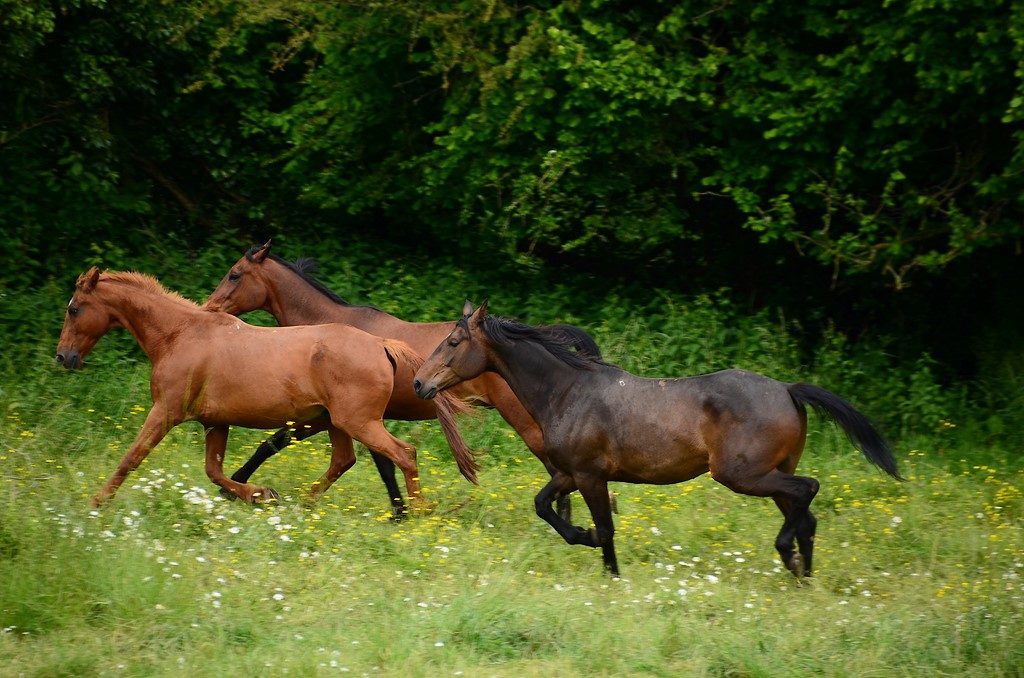 en plein galop !!