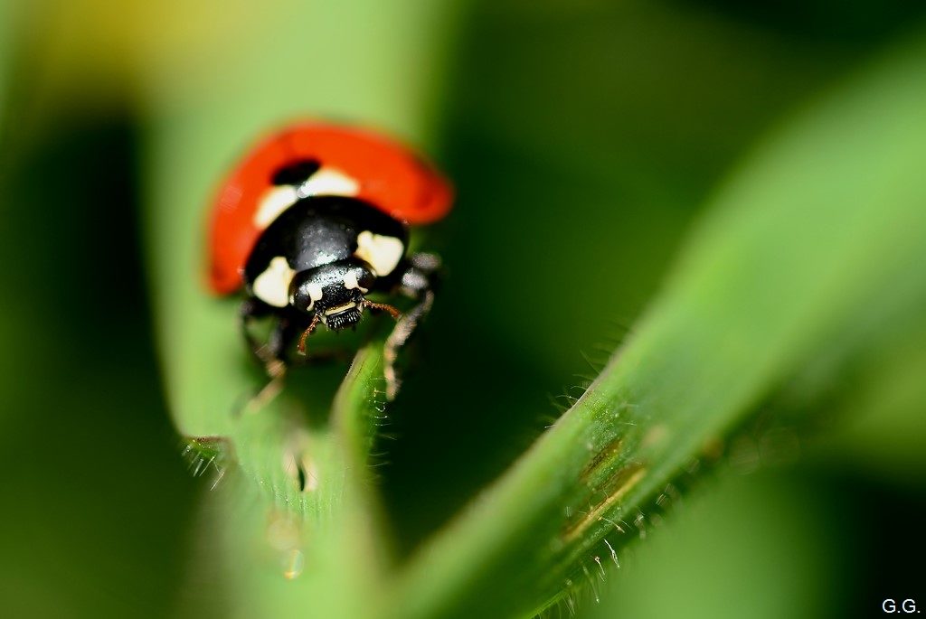 coccinelle