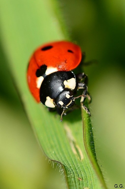 la bête à bon dieu