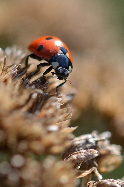 coccinelle