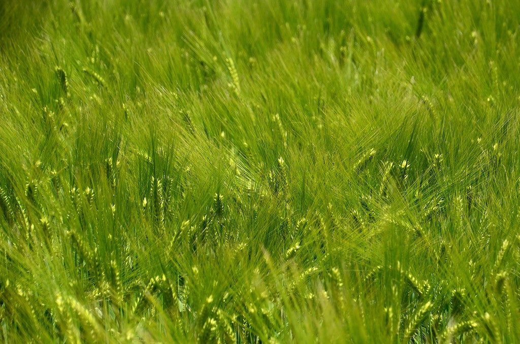 champ de blé