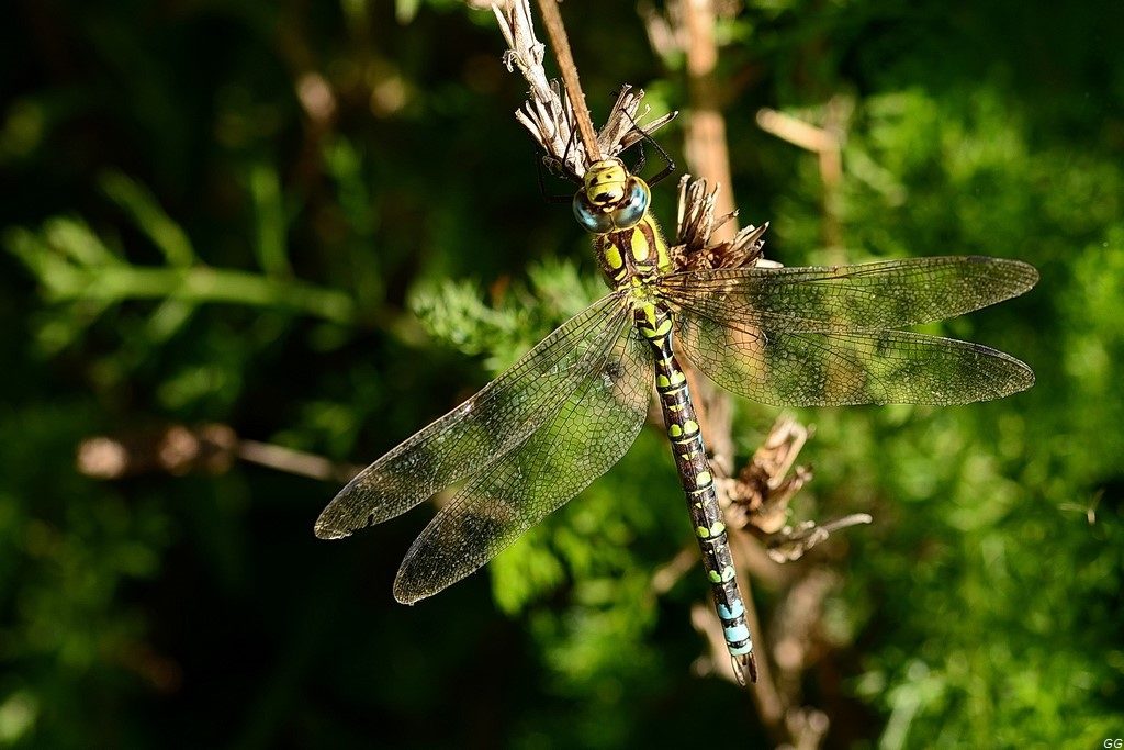 Anax empereur