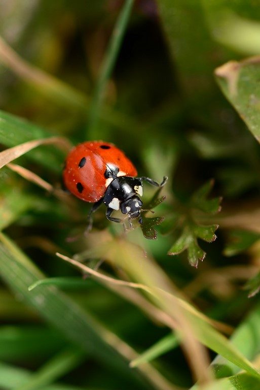 coccinele