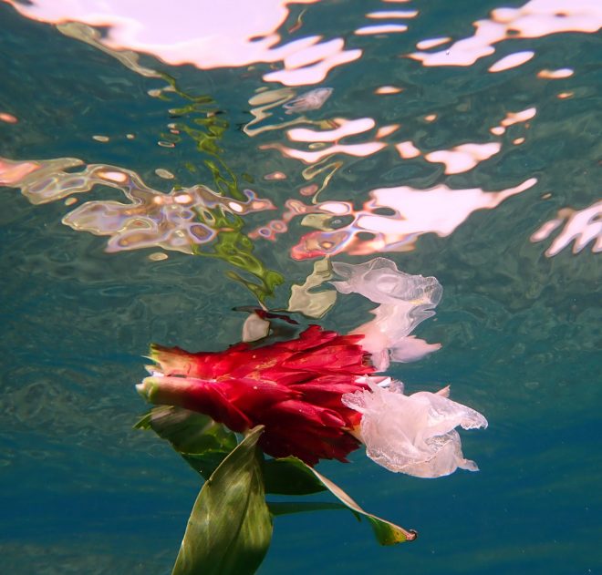 Fleur sous-marine