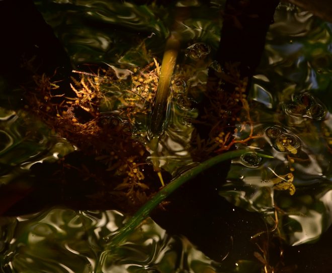 Intimité de la mangrove