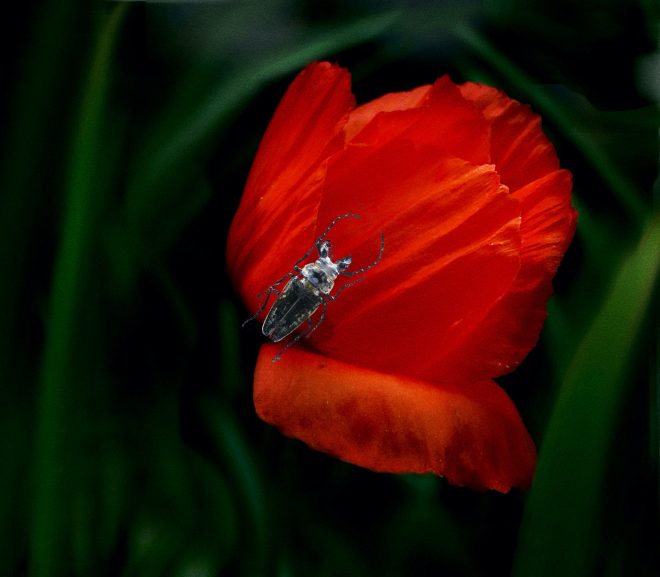 Le coquelicot