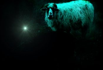 Night sheep