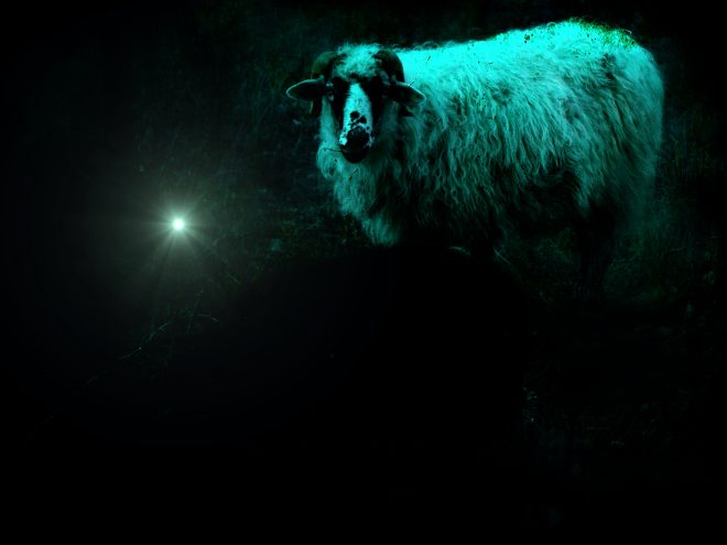 Night sheep